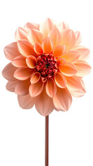 Peach dahlia bloom layers of petals on green stem.