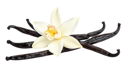 Creamy vanilla bloom atop dark, cured vanilla beans