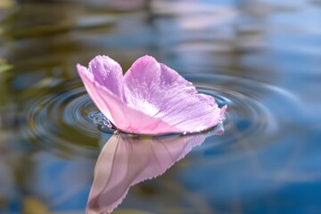 Japanische Kirschblüte (Frühling/Hanami) - ein minimalistischer Fokus auf die vergängliche Schönheit der Kirschblüte (Hanami), die den Frühling in Japan feiert