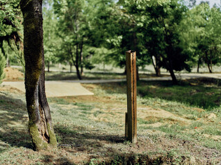Fototapeta premium Tree, post, grass, park, path, trunk: rustic wooden post beside a mossy tree trunk on sunlit grass in a quiet park, paved walking path and scattered trees create a peaceful natural landscape.