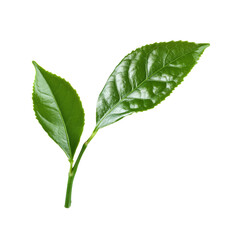 Obraz premium Tea leaves close up on Transparent Background