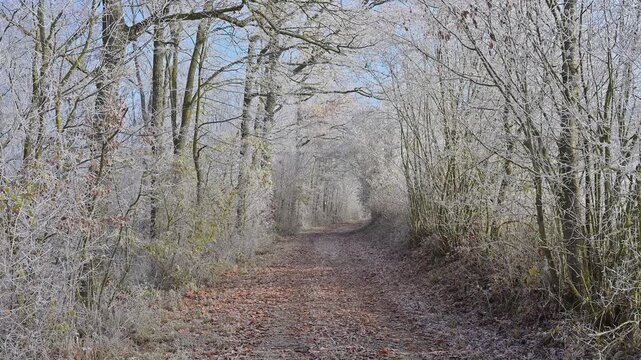 Ein frostbedeckter Waldweg an einem k&uuml;hlen Tag im Winter, umgeben von kahlen, gefrorenen B&auml;umen, Raureif, Winter, Urphar, Wertheim, Main-Tauber-Kreis, Baden-W&uuml;rttemberg, Deutschland