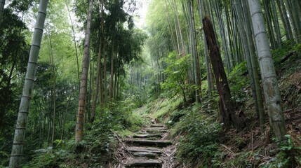 Fototapeta premium A winding path made of stones leads through a vibrant bamboo forest. Lush green foliage surrounds the trail creating a peaceful atmosphere on an overcast day.