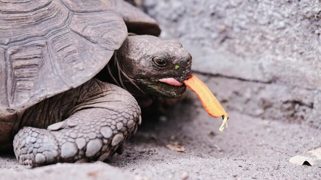 A large mountain tortoise eats a carrot