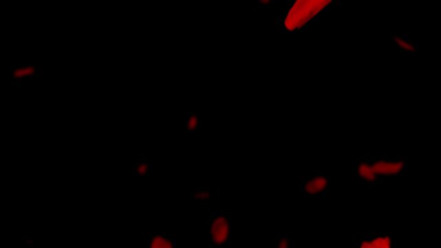Romantic red rose petals fall and swirl through the air on a black background. For love, valentine's day, or wedding themes. Seamless loop