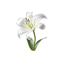 Obraz premium White lily on Transparent Background