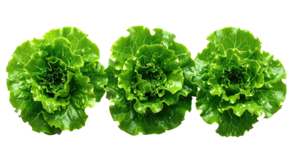 Three vibrant green heads of lettuce, top view