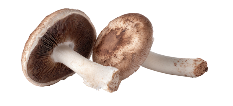 Two brown mushrooms with gills exposed against a black background