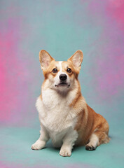 A cheerful corgi sits next to pastel balloons on a vibrant gradient backdrop. The playful setting enhances the dog's joyful personality and adorable posture.