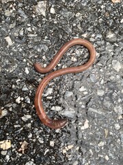 An old rusty metal ring on a brown stone with an earthworm animal, a ring on the log, and a snake lizard on the soil ground