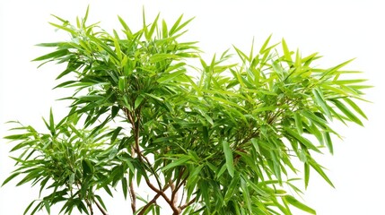 Fototapeta premium A lush bamboo plant displays its bright green leaves under optimal light conditions. The strong upright stalks support the foliage creating a natural refreshing look.