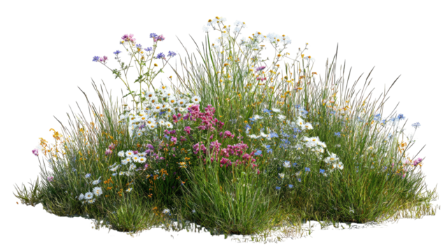 A lush cluster of wildflowers and grasses