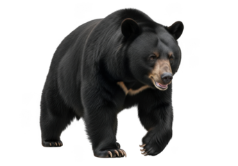 Sun bear walking forward wildlife animal mammal ursidae isolated image stock photo photography editable graphic isolated on transparent background