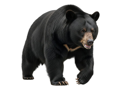 Sun bear walking forward wildlife animal mammal ursidae isolated image stock photo photography editable graphic isolated on transparent background