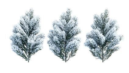 Three snow-dusted evergreen branches on black background