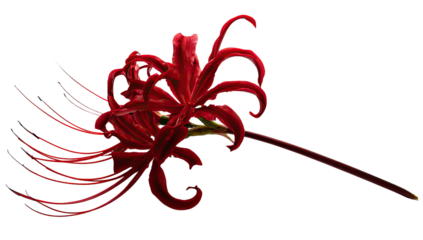 A vibrant red spider lily blooms against a stark black background