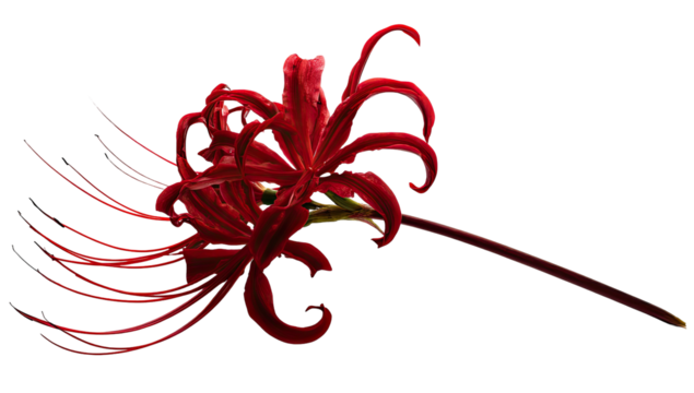 A vibrant red spider lily blooms against a stark black background