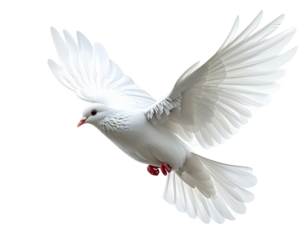 A graceful white dove flying from left to right, side profile angle, wings stretched forward in motion, slight realistic motion blur resolution outline, isolated on transparent background 