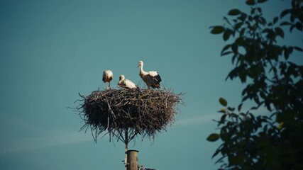 stork in the nest - Powered by Adobe