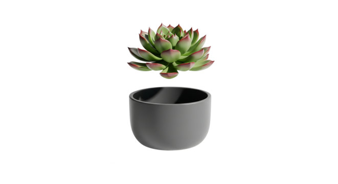 A small succulent plant with green and red leaves levitating above a modern grey ceramic pot isolated on a white background