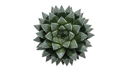 Top down view of a single succulent plant with a symmetrical star shape and green geometric leaves isolated on a white background