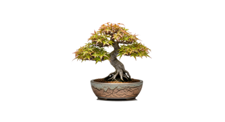 A traditional Japanese maple bonsai tree with a twisted trunk in a decorative pot isolated on white