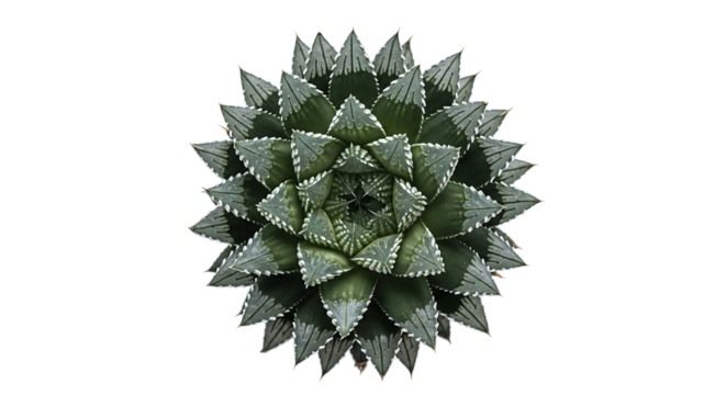 Top down view of a single succulent plant with a symmetrical star shape and green geometric leaves isolated on a white background - Powered by Adobe