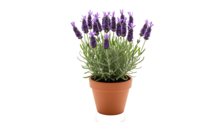 A potted French lavender plant with vibrant purple blossoms in a terracotta pot, isolated on a clean white background