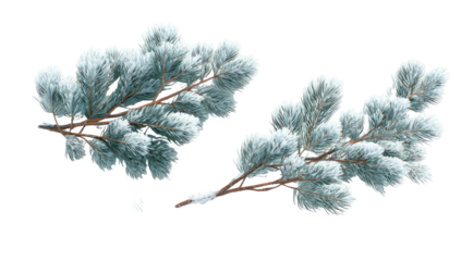 Two snowy evergreen branches with a hint of winter frost
