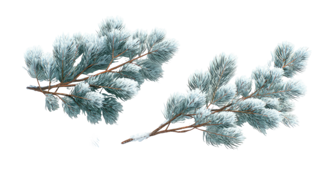 Two snowy evergreen branches with a hint of winter frost