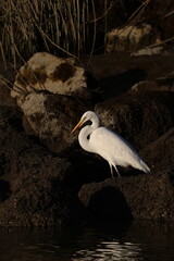 Great egret standing in the shore 