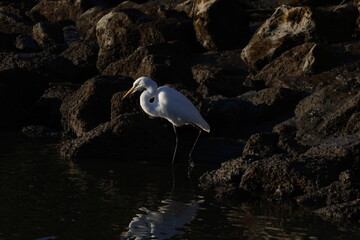 Great egret standing on the rock 