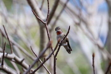 Anna's humming bird standing on a branch 