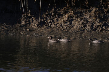 American coot couple swimming near the shore 