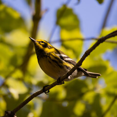 Townsend's warbler standing on a branch under the sun
