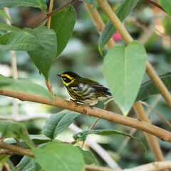 Townsend's warbler standing on a branch 