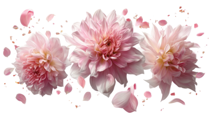 Delicate pink blossoms drift on a dark background