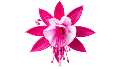 Overhead shot of a fuchsia flower in full bloom, showcasing vibrant pink and white petals
