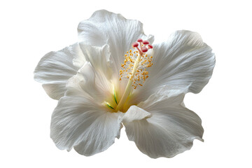 A delicate white hibiscus flower with delicate petals and yellow stamen