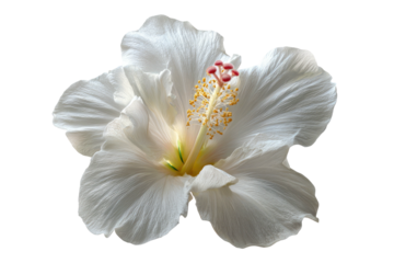 A delicate white hibiscus flower with delicate petals and yellow stamen
