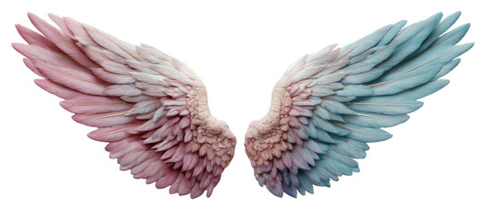 Delicate feathered wings, pink to blue gradient, against black