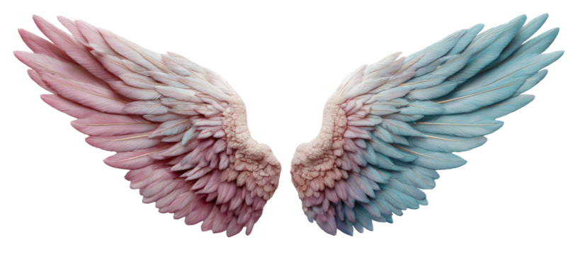 Delicate feathered wings, pink to blue gradient, against black
