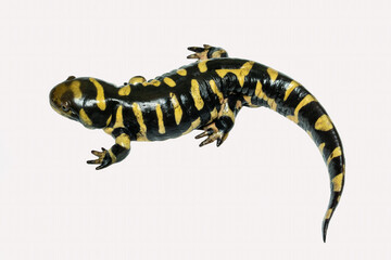 The Tiger Salamander (Ambystoma tigrinum) is one of the largest salamanders in North America, photographed isolated on white background.