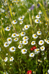 Fresh Spring Field of White Flowers①