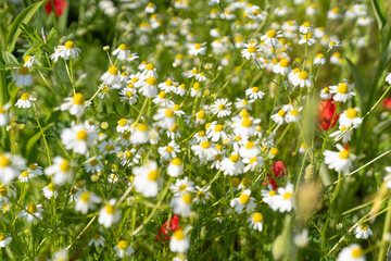 Fresh Spring Field of White Flowers②