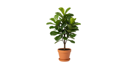Tall fiddle leaf fig plant in terracotta pot isolated on transparent background