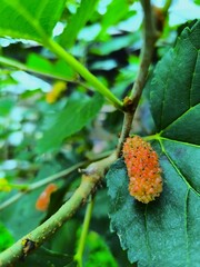 Ripening Mulberry Fruit
