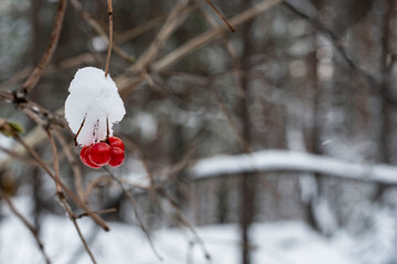 Red Berries Covered in Snow on Branch. Viburnum