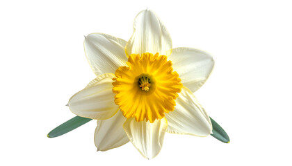 Isolated daffodil bloom with white petals and a bright yellow trumpet, on black background