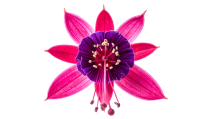 Overhead shot of a fuchsia flower in pink and purple hues on a black background